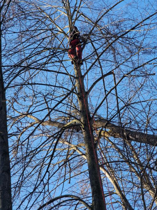 odstranění vyvráceného jasanu nad el. vedením Podvihov